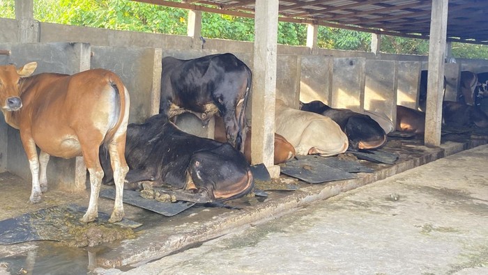 Suasana lokasi penjualan sapi kurban di Parepare.
