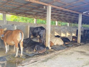 Harga Sapi Kurban di Parepare Naik Rp 1 Juta Dibanding Tahun Lalu