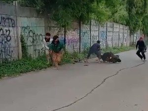 3 ABG Tawuran Depan Stadion Mini Sukatani Ditangkap, Sajam Disita