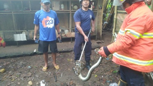 Petugas Damkar menangkap ular yang masuk ke kandang dan memangsa ternak warga, Sabtu (31/5/2025).