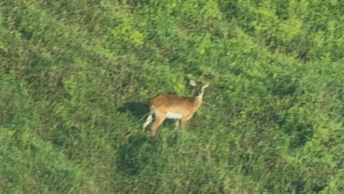 Upemba lechwe (Kobus anselli) tertangkap kamera.