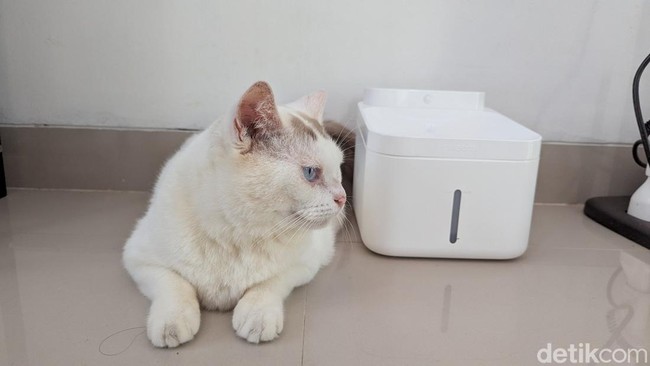 Review Xiaomi Smart Pet Fountain 2: Anabul Sehat, Majikan Tak Repot