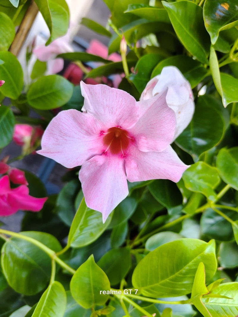 Contoh foto Realme GT 7