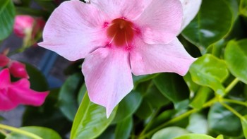 Foto mikro bunga, setingkat lebih cerah dari warna aslinya namun masih sesuai dan tidak berlebihan. Foto: Rachmatunnisa/detikINET