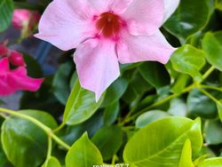 Indahnya Paris Dipotret Realme GT 7 yang Baru Dirilis