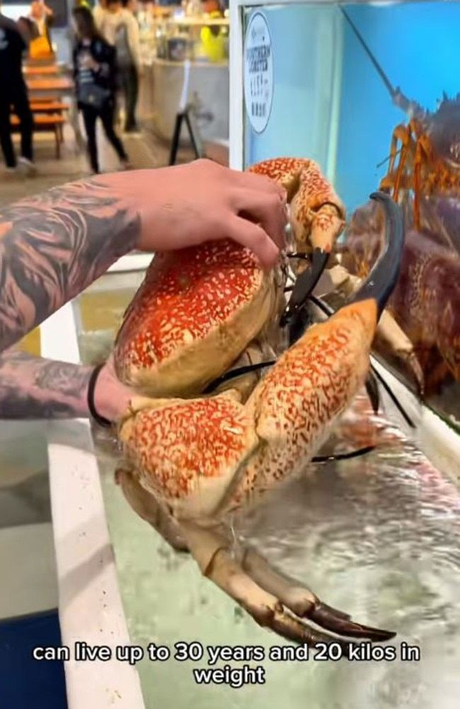 Food Blogger Disorot Usai Makan Kepiting Langka Rp 20 Juta