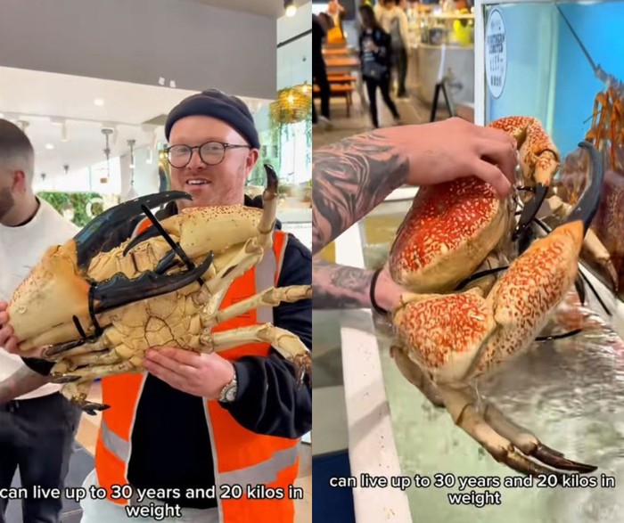 Food Blogger Disorot Usai Makan Kepiting Langka Rp 20 Juta