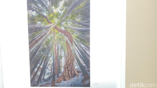 Foto pohon pinus menari di Taman Nasional Gongchang Gun, Desa Gongchang, Provinsi Jeonbuk, Korea Selatan karya Justinus Sukotjo di Kendra Artspace, Seminyak, Badung, Minggu (1/6/2025). (Aryo Mahendro/detikBali).