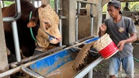 Prabowo juga menyumbangkan seekor sapi simental untuk dikurbankan di Mojokerto. Sapi bernama Masbro ini bobotnya mencapai 1,16 ton dan dibeli seharga Rp 120 juta. Foto: Enggran Eko Budianto/detikJatim