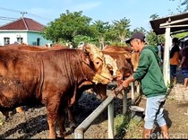 Jelang Idul Adha Harga Sapi di Lamongan Naik hingga Rp 2 Juta