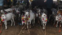 Kambing terlihat di pasar ternak menjelang hari raya Idul Adha di kawasan tua Delhi, India. Sapi dianggap suci, jadi kambing dan domba lebih sering dikurbankan. Foto : Kabir Jhangiani/NurPhoto via Getty Images