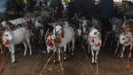 Begini Suasana Pasar Hewan Kurban di India Begini Suasana Pasar Hewan Kurban di India