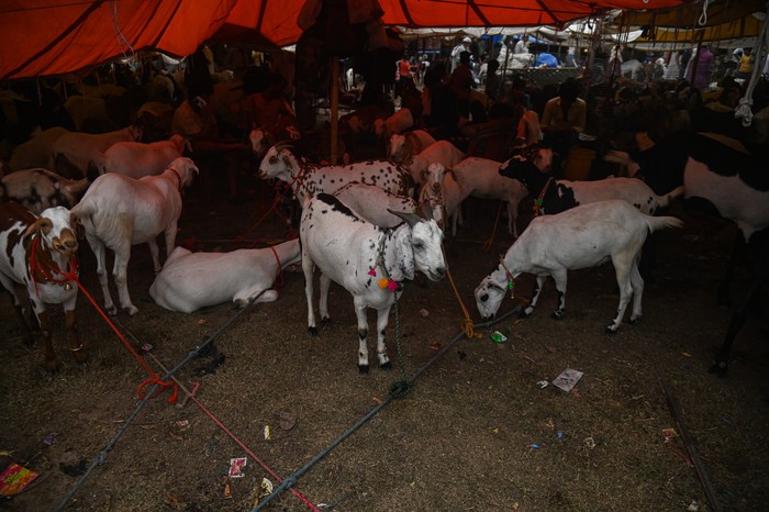Goats are seen in a livestock market ahead of the Muslim festival of Eid al-Adha in the old quarters of Delhi, India, on May 31, 2025. (Photo by Kabir Jhangiani/NurPhoto via Getty Images)