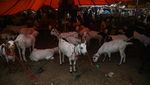 Begini Suasana Pasar Hewan Kurban di India Begini Suasana Pasar Hewan Kurban di India