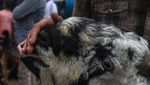 Begini Suasana Pasar Hewan Kurban di India Begini Suasana Pasar Hewan Kurban di India