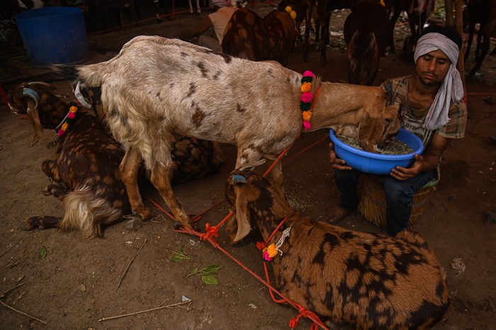 Pasar Kambing di India Goats are seen in a livestock market ahead of the Muslim festival of Eid al-Adha in the old quarters of Delhi, India, on May 31, 2025. (Photo by Kabir Jhangiani/NurPhoto via Getty Images)