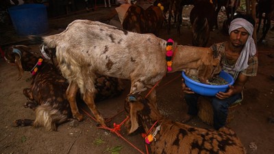 Begini Suasana Pasar Hewan Kurban di India