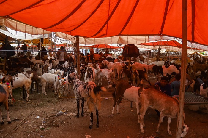 Goats are seen in a livestock market ahead of the Muslim festival of Eid al-Adha in the old quarters of Delhi, India, on May 31, 2025. (Photo by Kabir Jhangiani/NurPhoto via Getty Images)