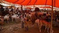 Di India, suasana pasar hewan kurban ramai terutama mendekati Idul Adha, di mana umat Muslim membeli kambing atau domba untuk dikurbankan. Foto : Kabir Jhangiani/NurPhoto via Getty Images