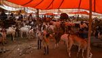Begini Suasana Pasar Hewan Kurban di India Begini Suasana Pasar Hewan Kurban di India