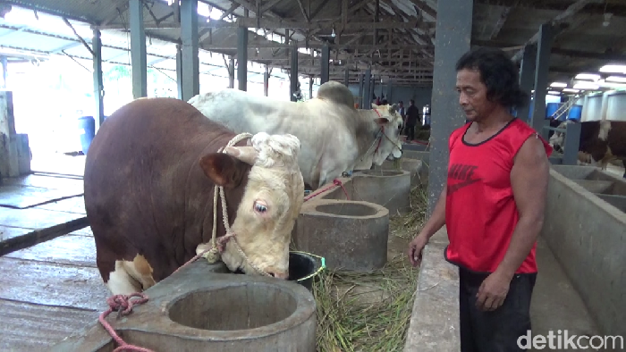 Peternakan Andi Rohman di Lumajang