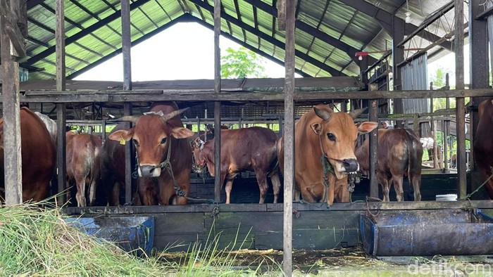 Sapi kurban di Banjarmasin