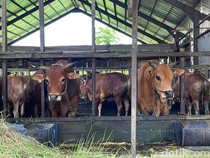Masjid Al Jihad Banjarmasin Bakal Sembelih 90 Ekor Sapi Kurban