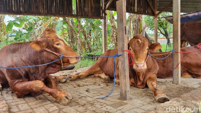 Sapi-sapi simental dan limosin di Kandang Rojo Koyo Farm milik peternak Pakal Surabaya, Suyatno.