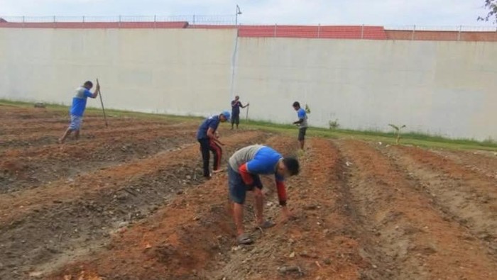 Sejumlah warga binaan menanam bibit jagung di branggang Lapas Kelas IIA Palu.