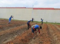 Warga Binaan Lapas Palu Sulap Branggang Jadi Kebun Jagung Produktif