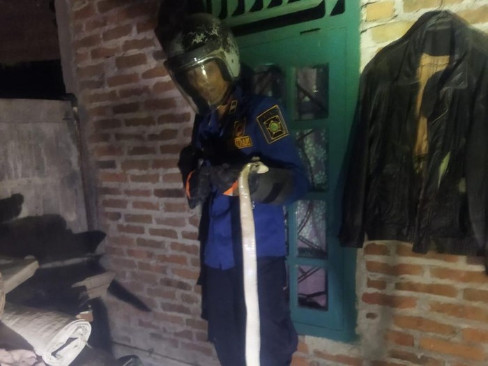 Proses evakuasi ular kobra di Temon, Kulon Progo, Sabtu (31/5/2025)
