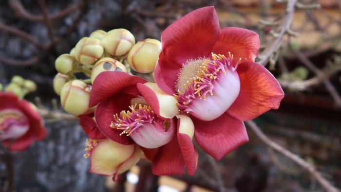 Couroupita guianensis yang Disebut Pohon Sala