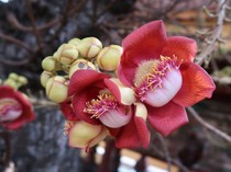 Mengenal Pohon Sala yang Jadi Cikal Bakal Nama Kota Solo