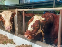 Prabowo Pilih Sapi Dong-dong Jadi Hewan Kurban di Cimahi