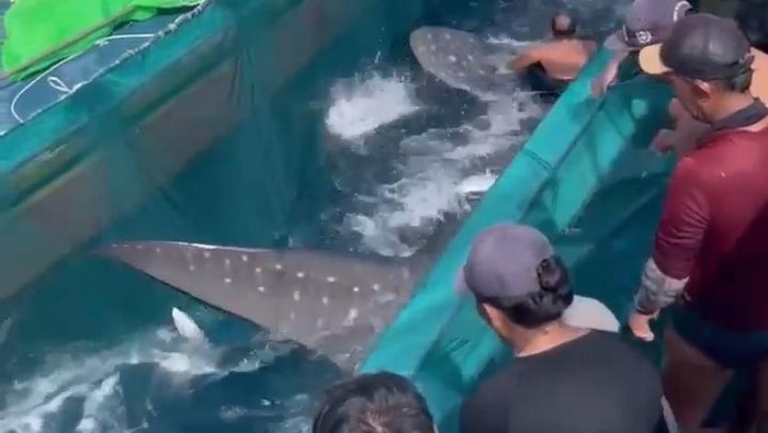 Hiu paus tertangkap jala nelayan Pantai Sendangbiru.