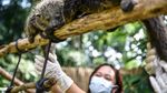 Kebun Binatang Bandung Sambut Kelahiran Dua Bayi Binturong
