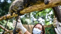 Bayi-bayi Binturong itu dalam kondisi sehat dan terus mendapatkan pemantauan intensif dari tim medis kebun binatang untuk memastikan pertumbuhan mereka berjalan optimal. Kebun Binatang Bandung terus berupaya mendukung pelestarian Binturong melalui pengembangbiakan di penangkaran dan program edukasi untuk meningkatkan kesadaran masyarakat akan pentingnya pelestarian satwa liar. ANTARA FOTO/Raisan Al Farisi
