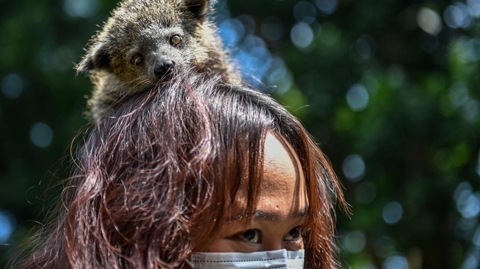 Dokter hewan menunjukan bayi Binturong (Arctictis binturong) di Kebun Binatang Bandung, Jawa Barat, Senin (2/6/2025). Kebun Binatang Bandung menambah koleksi satwanya dengan kelahiran dua bayi Binturong pada 17 April 2025 dari indukan bernama Bunder dan Bibi sehingga jumlah Binturong di lembaga konservasi tersebut kini menjadi 33 ekor. ANTARA FOTO/Raisan Al Farisi