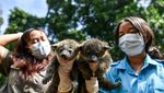 Kebun Binatang Bandung Sambut Kelahiran Dua Bayi Binturong