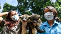 Binturong, yang dikenal juga sebagai beruang luwak, adalah mamalia arboreal yang tersebar di hutan tropis Asia Tenggara, termasuk Indonesia. Hewan ini memiliki peran penting dalam menjaga keseimbangan ekosistem hutan karena turut membantu penyebaran biji-bijian. Namun, populasinya di alam liar saat ini menurun akibat perburuan dan kerusakan habitat. ANTARA FOTO/Raisan Al Farisi