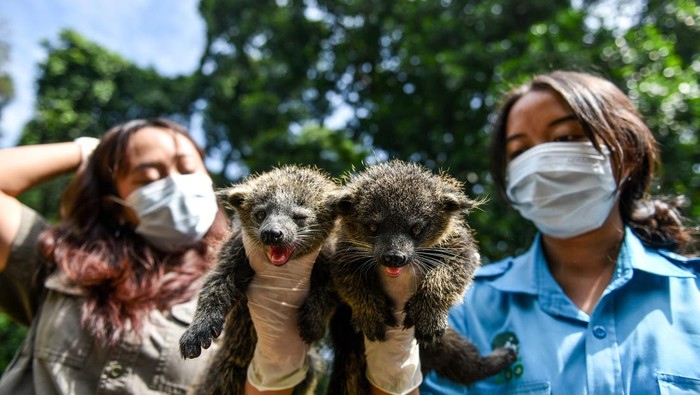 Dokter hewan menunjukan bayi Binturong (Arctictis binturong) di Kebun Binatang Bandung, Jawa Barat, Senin (2/6/2025). Kebun Binatang Bandung menambah koleksi satwanya dengan kelahiran dua bayi Binturong pada 17 April 2025 dari indukan bernama Bunder dan Bibi sehingga jumlah Binturong di lembaga konservasi tersebut kini menjadi 33 ekor. ANTARA FOTO/Raisan Al Farisi