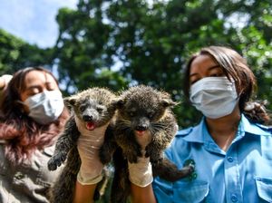 Kebun Binatang Bandung Sambut Kelahiran Dua Bayi Binturong