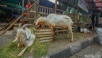 Di kawasan Tanah Abang, lapak-lapak hewan kurban telah berdiri meski larangan telah dikeluarkan. Hewan kurban seperti kambing dan sapi mulai dipajang di sepanjang jalan.  