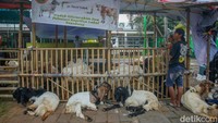 Penempatan hewan kurban di ruang publik berpotensi mengganggu kenyamanan lingkungan dan aktivitas warga. Namun, tradisi ini tetap berlangsung dari tahun ke tahun.  
