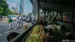 Lapak Hewan Kurban Penuhi Trotoar Tanah Abang