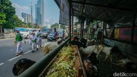 Sejumlah lapak hewan kurban berdiri di atas trotoar. Kambing dan sapi mulai mengisi lahan-lahan yang seharusnya menjadi hak pejalan kaki.  