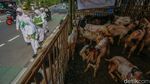 Lapak Hewan Kurban Penuhi Trotoar Tanah Abang