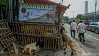 Salah satu pedagang menyebut bahwa penjualan masih sepi. Namun, biasanya peningkatan pembelian terjadi tiga hari sebelum Idul Adha.  