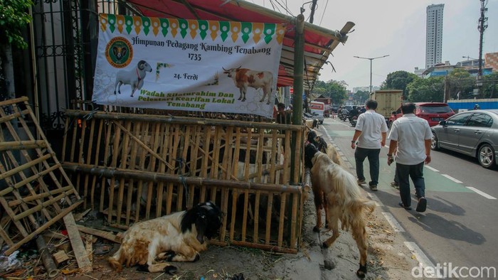 Lapak Hewan Kurban Penuhi Trotoar Tanah Abang Warga beraktivitas di kawasan Tanah Abang, Jakarta, Senin (2/6/2025). Jelang Idul Adha, kawasan ini mulai dipenuhi aktivitas jual beli hewan kurban.
