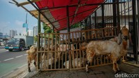Harga kambing yang dijual bervariasi, mulai dari Rp 2,8 juta hingga Rp 6,3 juta tergantung pada ukuran dan kondisi fisik hewan.  